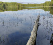 Земля колдунов:поход в Вепсский лес (разведка)