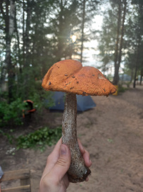Сплав по реке Шуя
