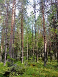 Горный лагерь в Хибинах