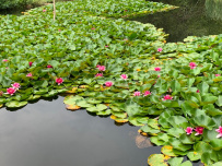 Горный лагерь в Мезмае [Кавказ]