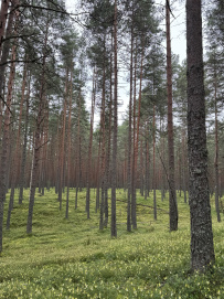 Пеший поход к сердцу Селигера