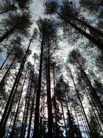 Пеший поход «Лесное путешествие» (Подмосковье)