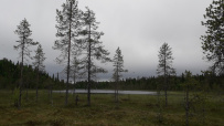 Крыша Карелии (национальный парк Паанаярви)