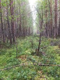 Сплав по реке Кереть и Белое море