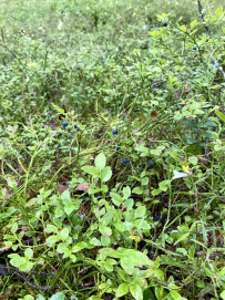 Великолепный Селигер (семейный водный поход)