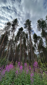 Горный лагерь в Хибинах