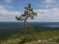 Колвица на морских каяках (байдарках). Путешествие на землю Саамов