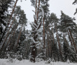 Лыжный поход «Мещерский лес»