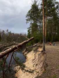 Сплав по реке Поля «Cквозь лес на байдарках»