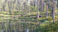 Крыша Карелии (национальный парк Паанаярви)