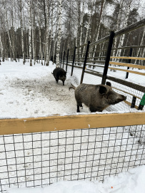Пеший детский поход «В гости к лосям»