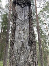 Сплав по реке Пистайоки (Писта)