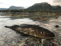 Тур по Лофотенским островам и Норвежскому морю на морских каяках + треккинг в горы