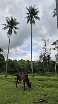 Филиппинские приключения
