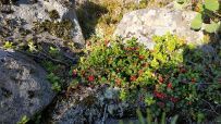 Поход в залив Русалки (Импилахти)