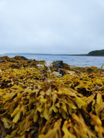 Белое море на морских каяках (байдарках): Карельский берег