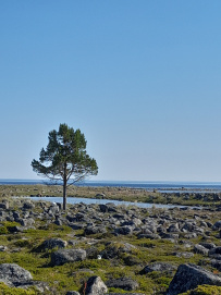 Соловецкие Острова в Белом Море (экскурсии + поход)