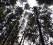 Однодневный пеший поход: Сказка Истринского леса