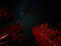 Алтай на байдарках: сплав по рекам Кокса и Катунь 