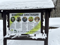 Пеший детский поход «В гости к лосям»