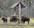 Однодневный пеший поход «В гости к зубрам» (Подмосковье)