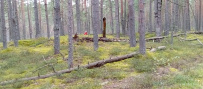 Великолепный Селигер (семейный водный поход)