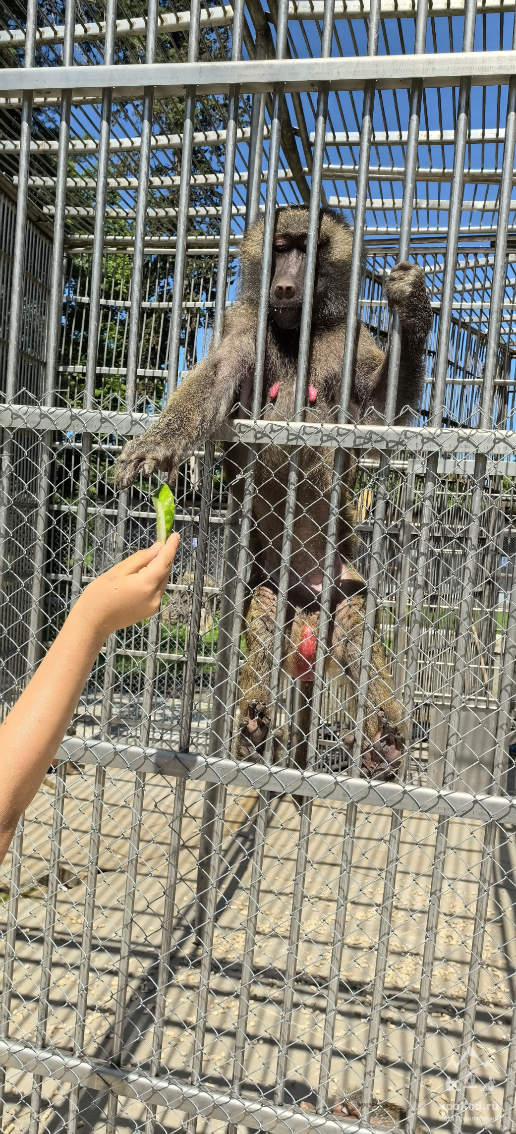 Семейный лагерь на море в Абхазии