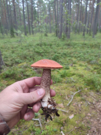 Тур Ладожские шхеры на каяках