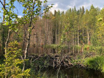 Крыша Карелии (национальный парк Паанаярви)