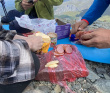 К Белухе классическим маршрутом + озеро Кучерлинское (разведка)
