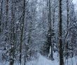 Лыжный поход «Лесная зимняя сказка» (Подмосковье)