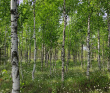 Красоты озера Хепоярви