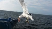 Соловецкие Острова в Белом Море (экскурсии + поход)