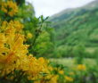 Цветущие склоны Архыза