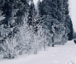 Однодневный лыжный поход «Прогулка в Дубровицких лесах»