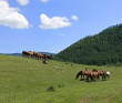 Алтайский Экспресс. Сплав по рекам Урсул, Кумир, Катунь с автосопровождением