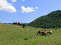 Алтайский Экспресс. Сплав по рекам Урсул, Кумир, Катунь с автосопровождением