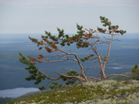 Колвица на морских каяках (байдарках). Путешествие на землю Саамов
