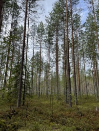 Сплав по реке Шуя