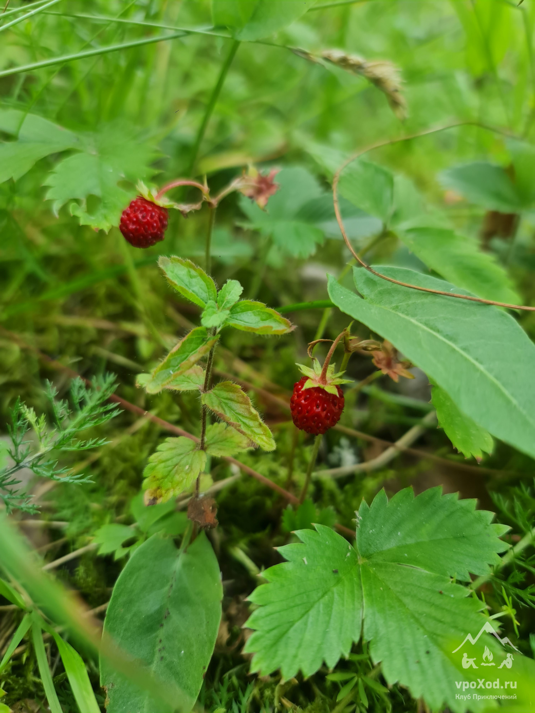 Тур на каяках (байдарках) по фортам и островам Выборгского залива (с лодкой сопровождения)