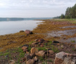 Белое море на морских каяках (байдарках): Карельский берег
