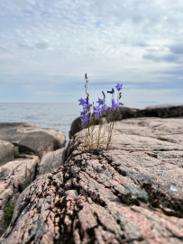Поход на каяках по Ладоге «Жемчужина Карелии»