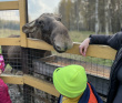 Пеший детский поход «В гости к лосям»