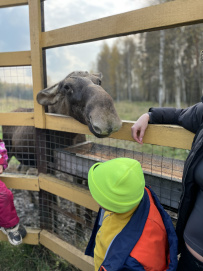 Пеший детский поход «В гости к лосям»