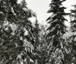 Лыжный поход «Страна белоснежных троп» (Подмосковье)