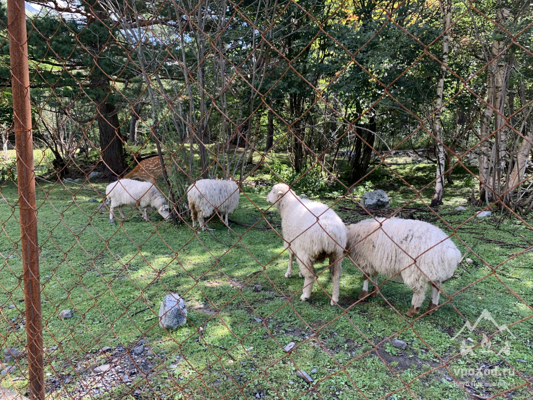 Горный лагерь в Дигории (Северная Осетия)