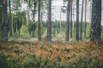 Фото из отзыва участника