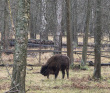 Однодневный пеший поход «В гости к зубрам» (Подмосковье)
