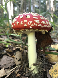 Пеший марафон