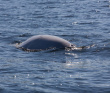 Соловецкие острова на морских каяках
